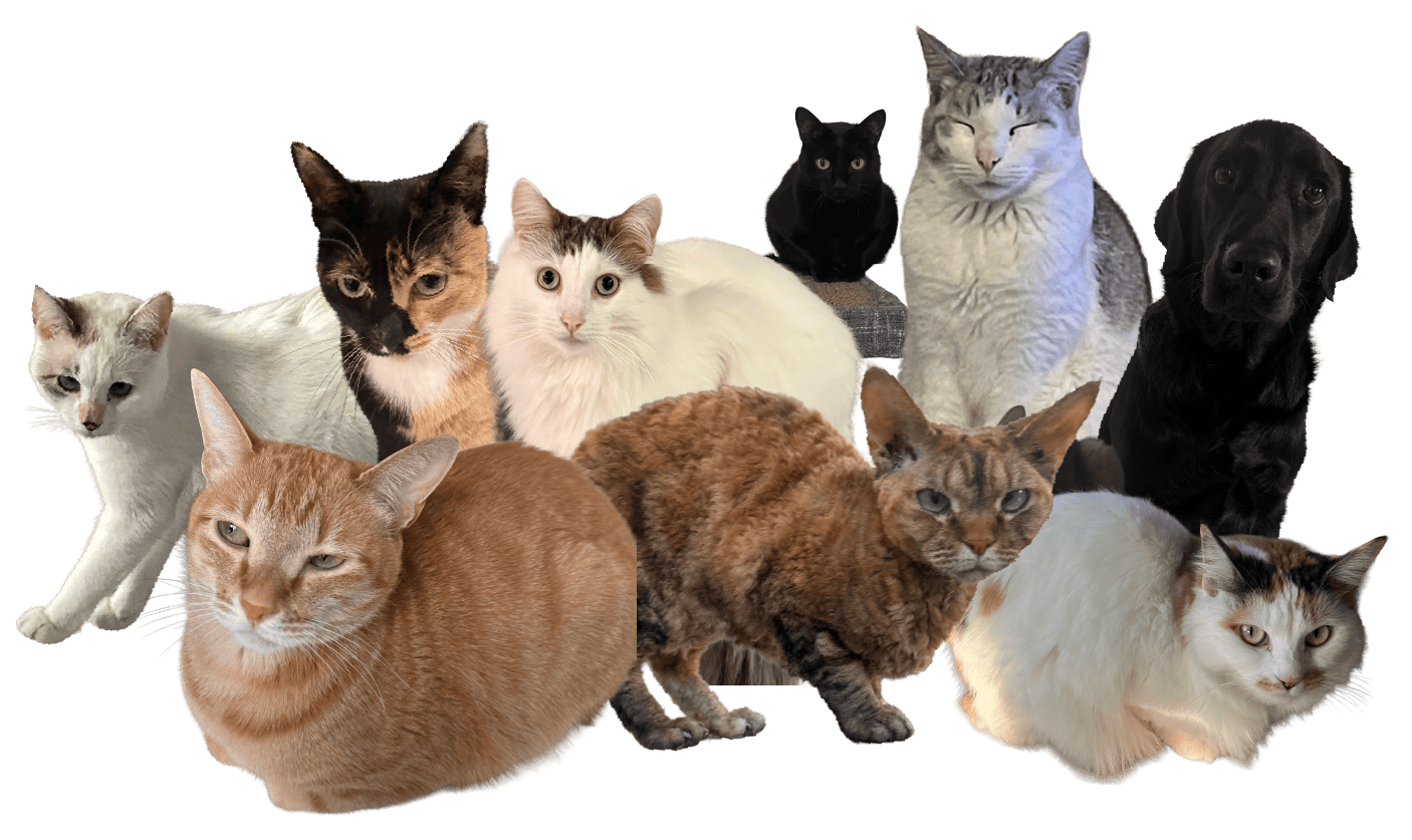 癒し営業部の猫8匹と犬1匹